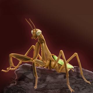 【Aブラウン】リアルBIGサイズフィギュア カマキリ2