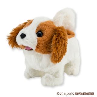 【Cコーイケルホンディエ】とことこ歩いてワンワン鳴くわんちゃんスタジアム