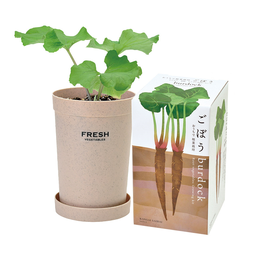 【C:ごぼう】おうちで根野菜栽培セット