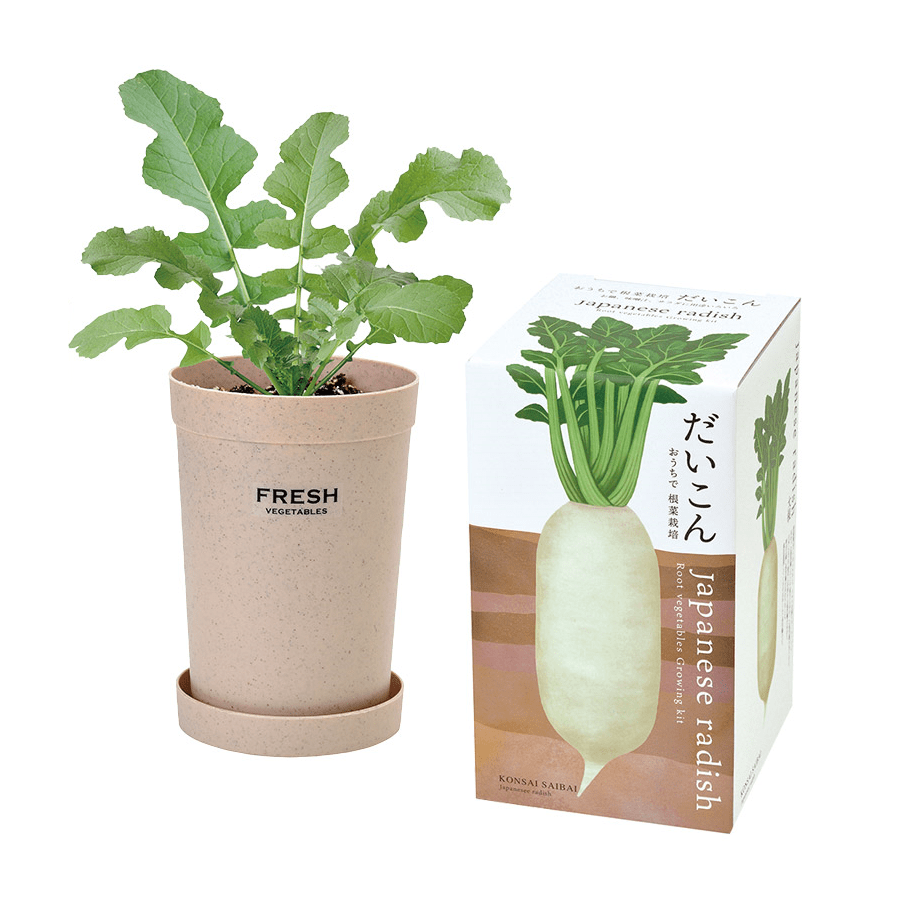 【A:だいこん】おうちで根野菜栽培セット