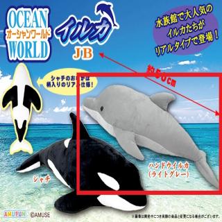 【Aハンドウイルカ】オーシャンワールドイルカJB