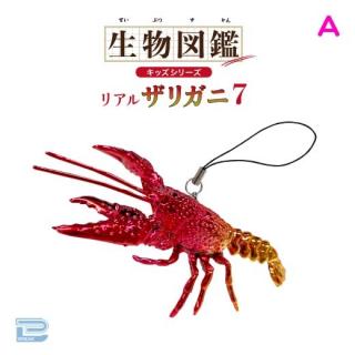 【Aメッキレッドゴールド】生物図鑑キッズシリーズリアルザリガニ7