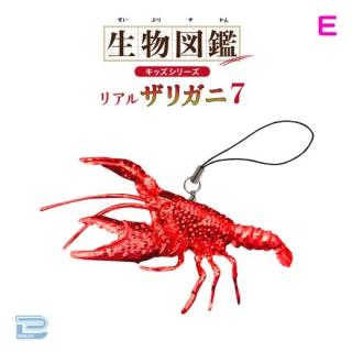 【Eメッキレッド】生物図鑑キッズシリーズリアルザリガニ7