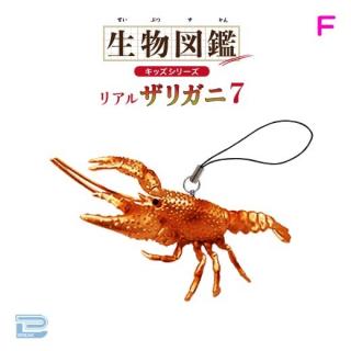 【Fメッキカッバー】生物図鑑キッズシリーズリアルザリガニ7