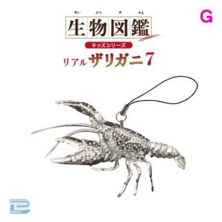 【Gメッキシルバー】生物図鑑キッズシリーズリアルザリガニ7