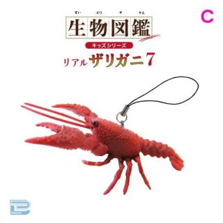 【Cレッド】生物図鑑キッズシリーズリアルザリガニ7