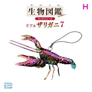 【Hオーロラ】生物図鑑キッズシリーズリアルザリガニ7