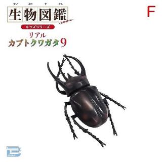 【Fコーカサスオオカブト】生物図鑑キッズシリーズリアルカブトクワガタ9