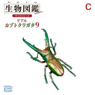 【Cメタリックエラフスホソアカクワガタ】生物図鑑キッズシリーズリアルカブトクワガタ9