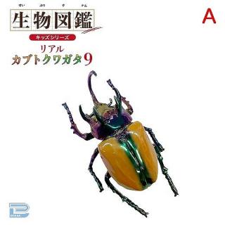 【Aオーロラメッキゴホンツノカブト】生物図鑑キッズシリーズリアルカブトクワガタ9