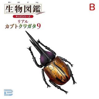 【Bメタリックヘラクレスオオカブト】生物図鑑キッズシリーズリアルカブトクワガタ9