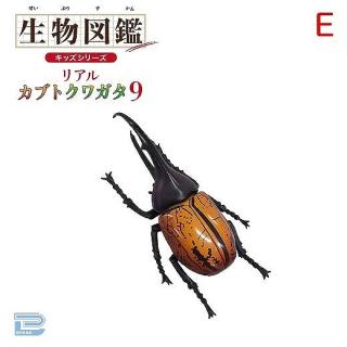 【Eヘラクレスオオカブト】生物図鑑キッズシリーズリアルカブトクワガタ9