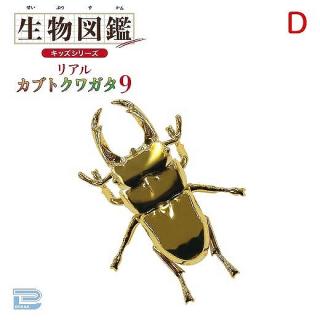 【Dゴールドオオクワガタ】生物図鑑キッズシリーズリアルカブトクワガタ9