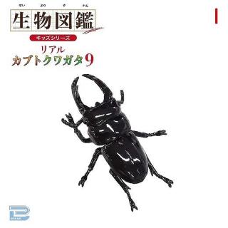 【Iオオクワガタ】生物図鑑キッズシリーズリアルカブトクワガタ9
