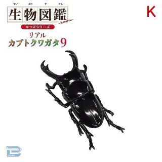 【Kテイオウヒラタクワガタ】生物図鑑キッズシリーズリアルカブトクワガタ9