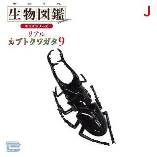 【Jギラファノコギリクワガタ】生物図鑑キッズシリーズリアルカブトクワガタ9