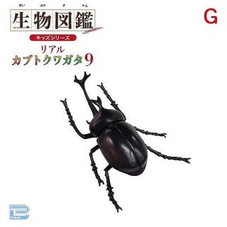 【Gカブトムシ】生物図鑑キッズシリーズリアルカブトクワガタ9