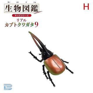 【Hメタリックネプチューン】生物図鑑キッズシリーズリアルカブトクワガタ9