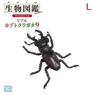 【Lミヤマクワガタ】生物図鑑キッズシリーズリアルカブトクワガタ9