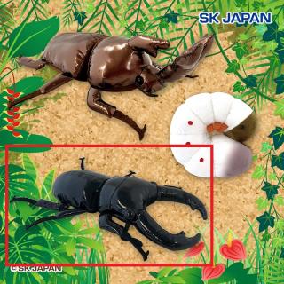 【Cオオクワガタ】超リアル！カブトVSクワガタMB3