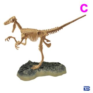 【Cヴェロキラプトル(ブラウン)】恐竜帝国組立式化石フィギュア3
