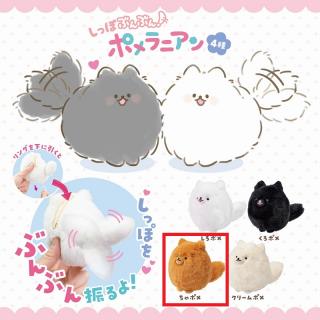【Cちゃポメ】しっぽぶんぶん！ポメラニアン