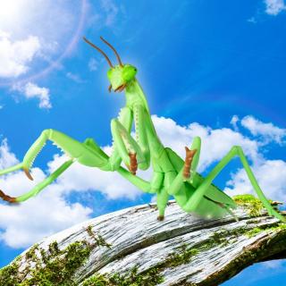 【Aグリーン】リアル BIGサイズフィギュア カマキリ2.5