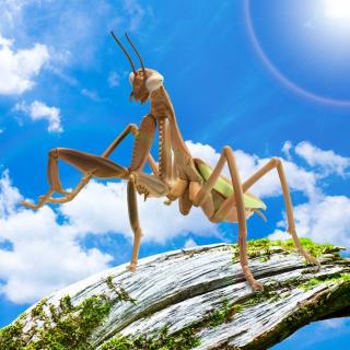 【Bブラウン】リアル BIGサイズフィギュア カマキリ2.5